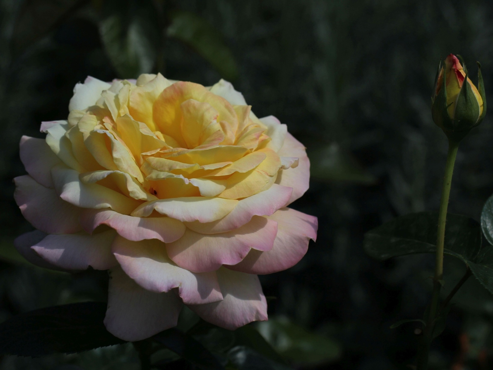 Красивая роза сорт Глория Дэй с бутоном