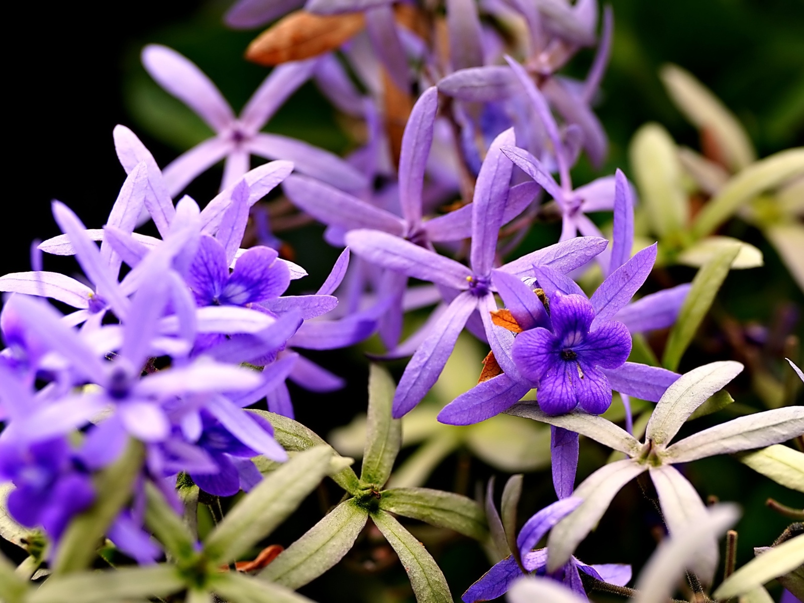 Красивые маленькие сиреневые цветы