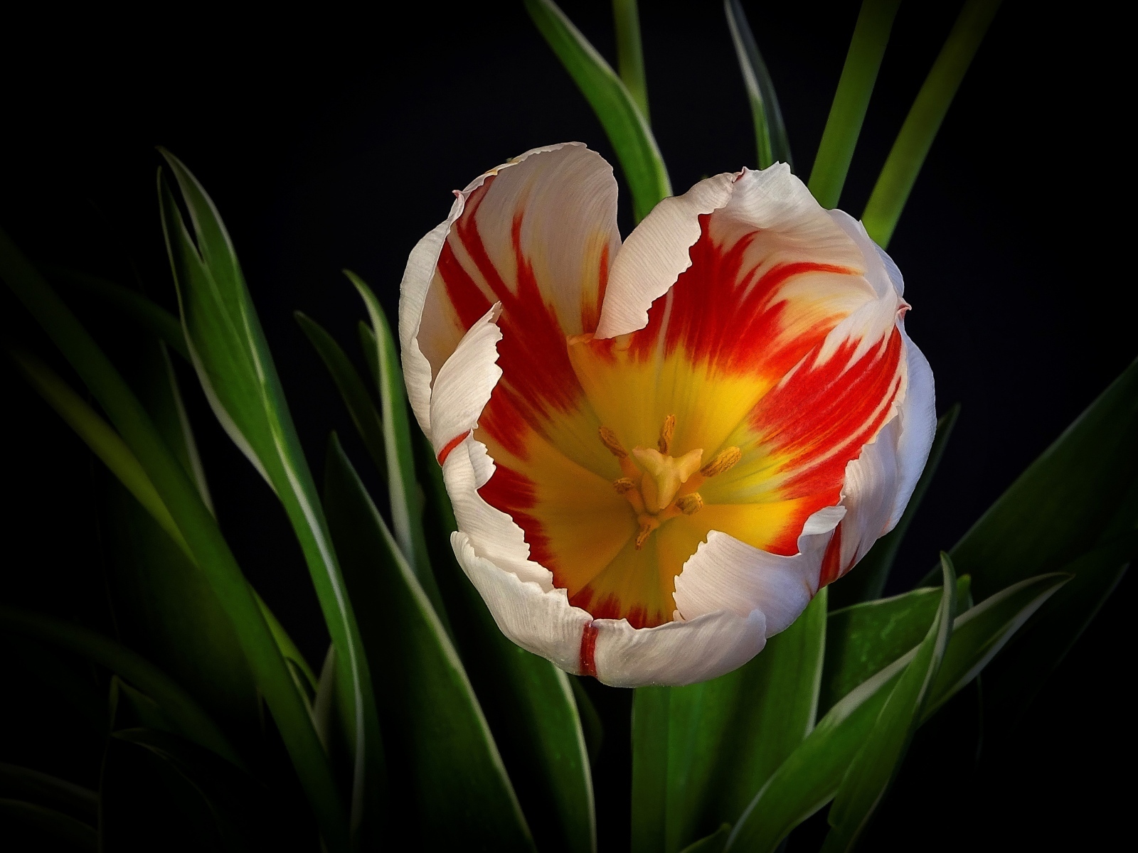 Красивый тюльпан с зелеными листьями на черном фоне