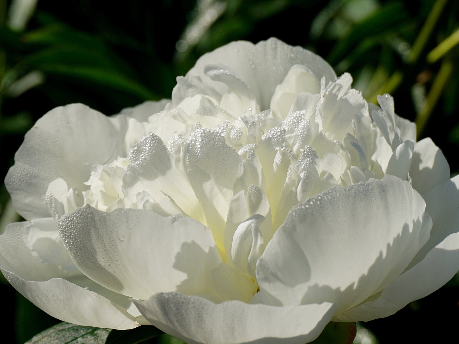 Красивый белый пион в каплях росы