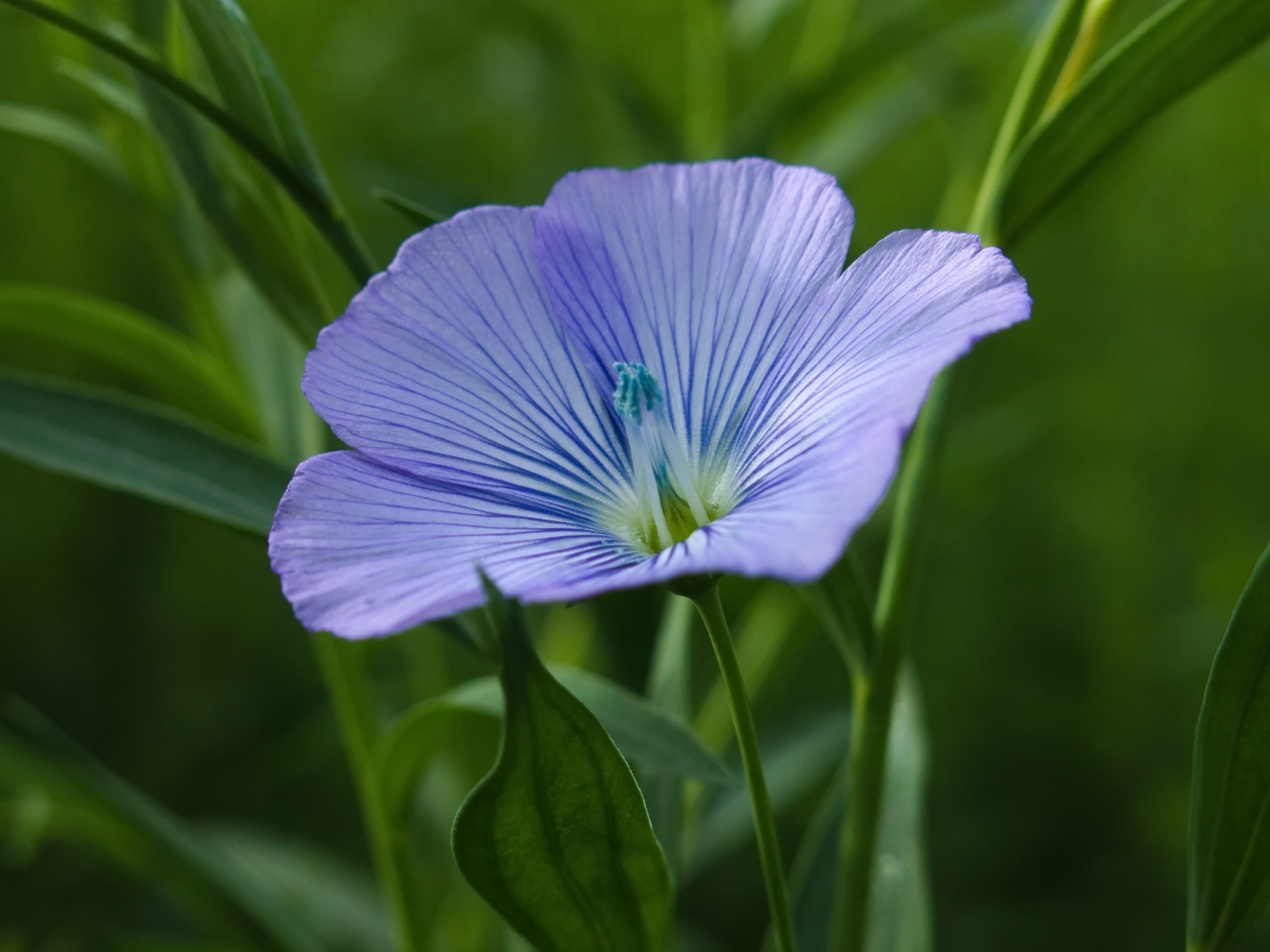 Голубой цветок льна в зеленой траве