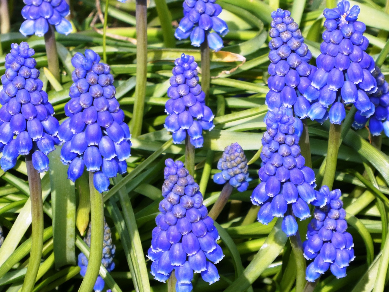 Синие маленькие садовые цветы мускари крупным планом