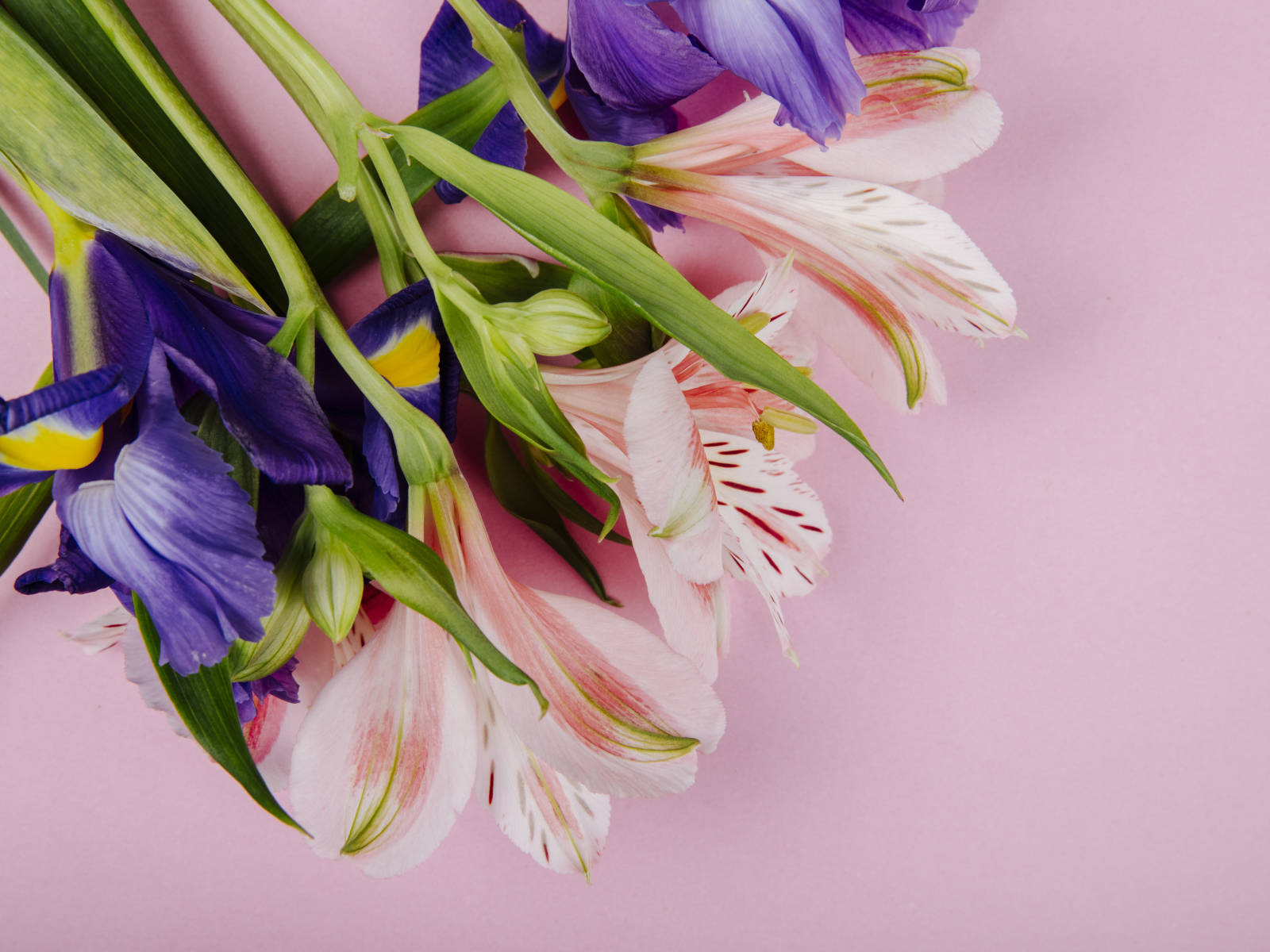 Букет из цветов ириса и альстромерии на розовом фоне