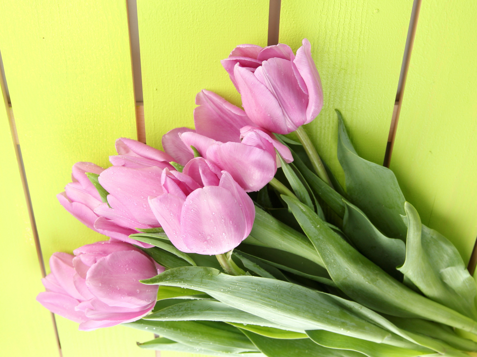 Букет розовых тюльпанов на желтом фоне