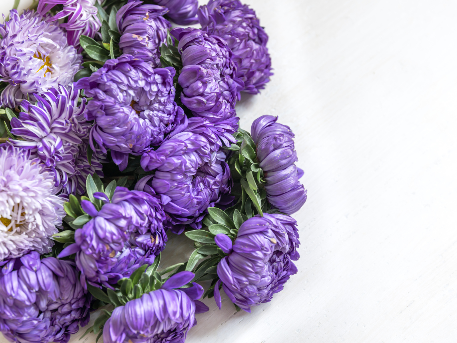 Букет фиолетовых цветов астры на белом фоне