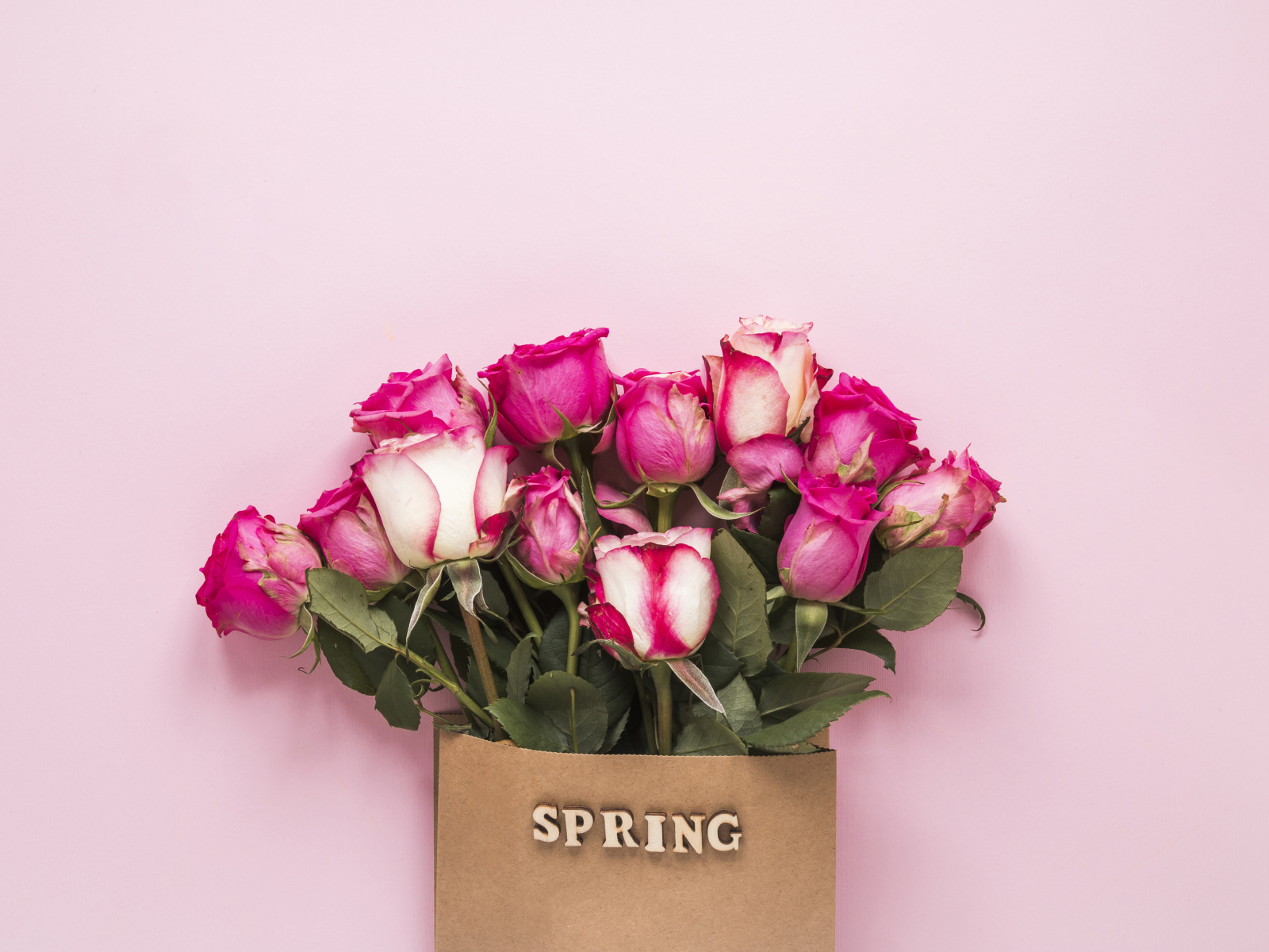 Букет роз в бумажном пакете на розовом фоне весной