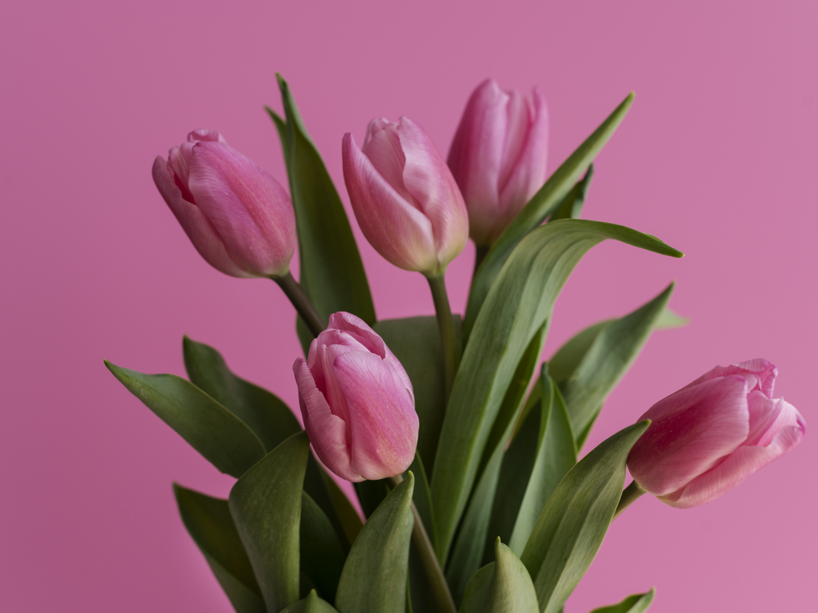 Букет весенних тюльпанов на розовом фоне