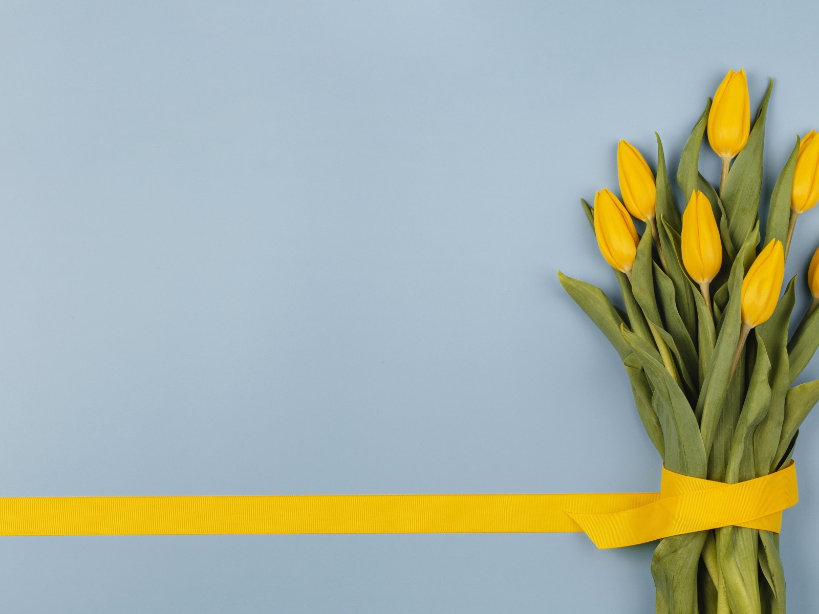 Букет желтых тюльпанов в желтой лентой на голубом фоне