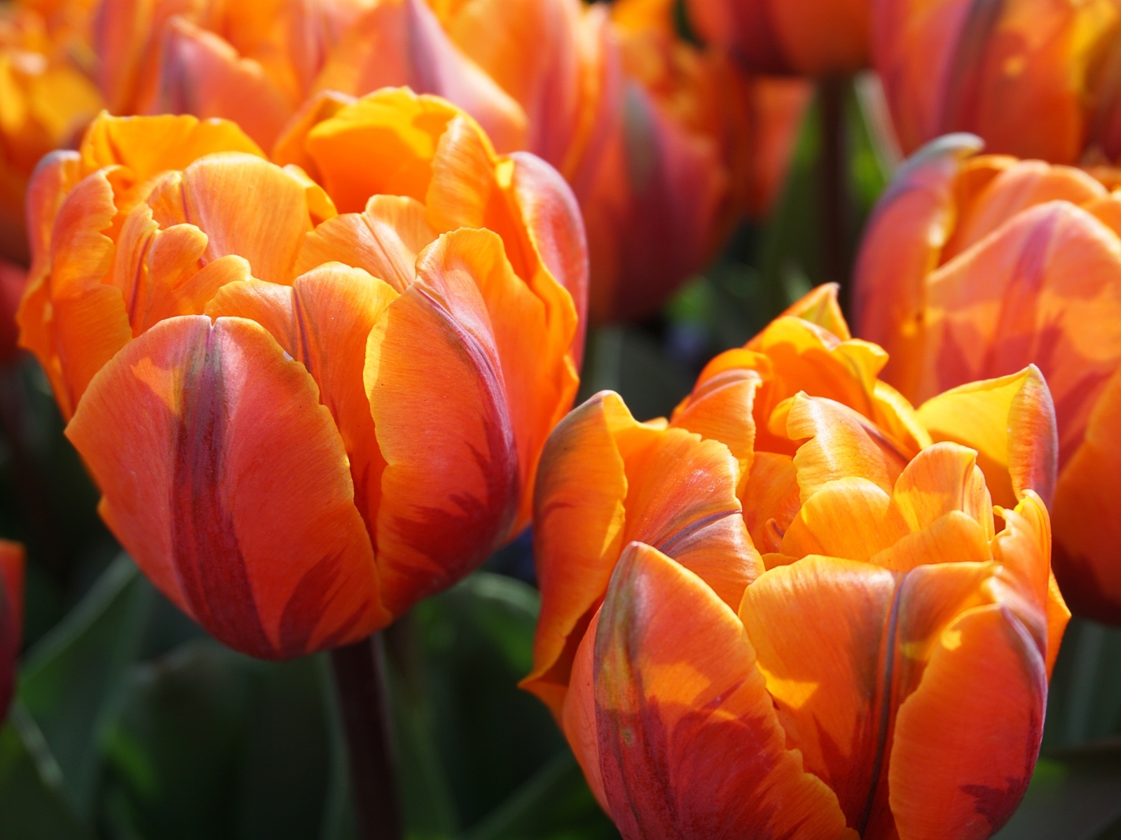 Яркие оранжевые тюльпаны крупным планом