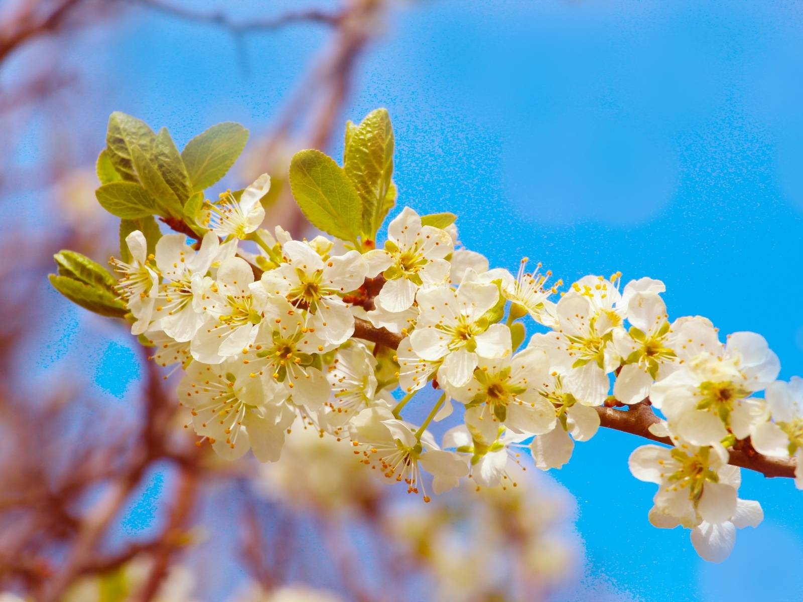 Ветка черешни с крупными цветами на фоне неба