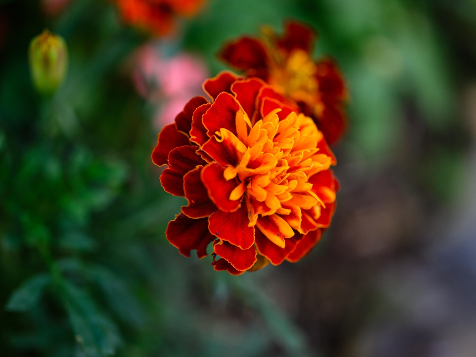 Цветок садового бархатца крупным планом