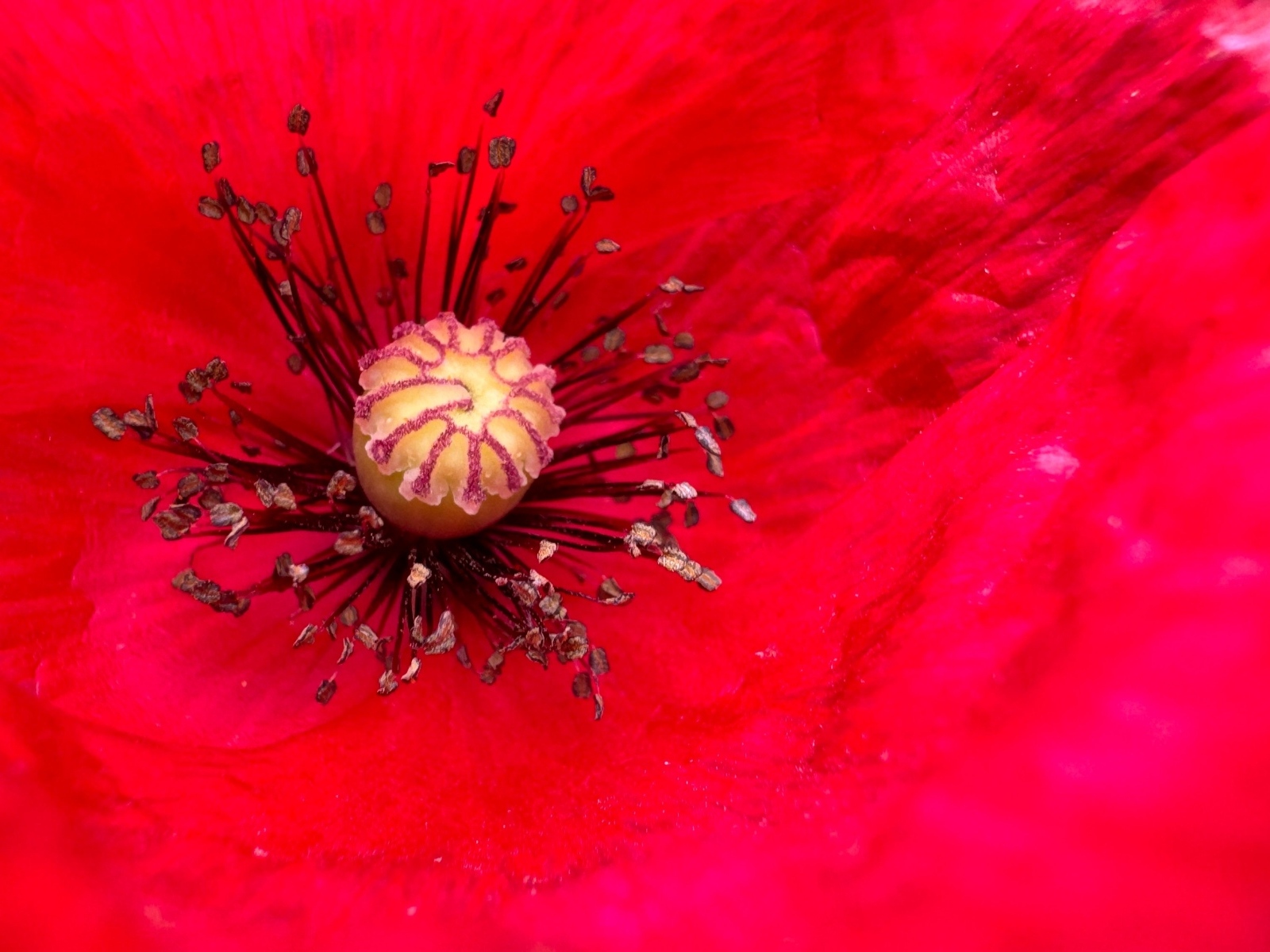 Серединка большого красного мака крупным планом