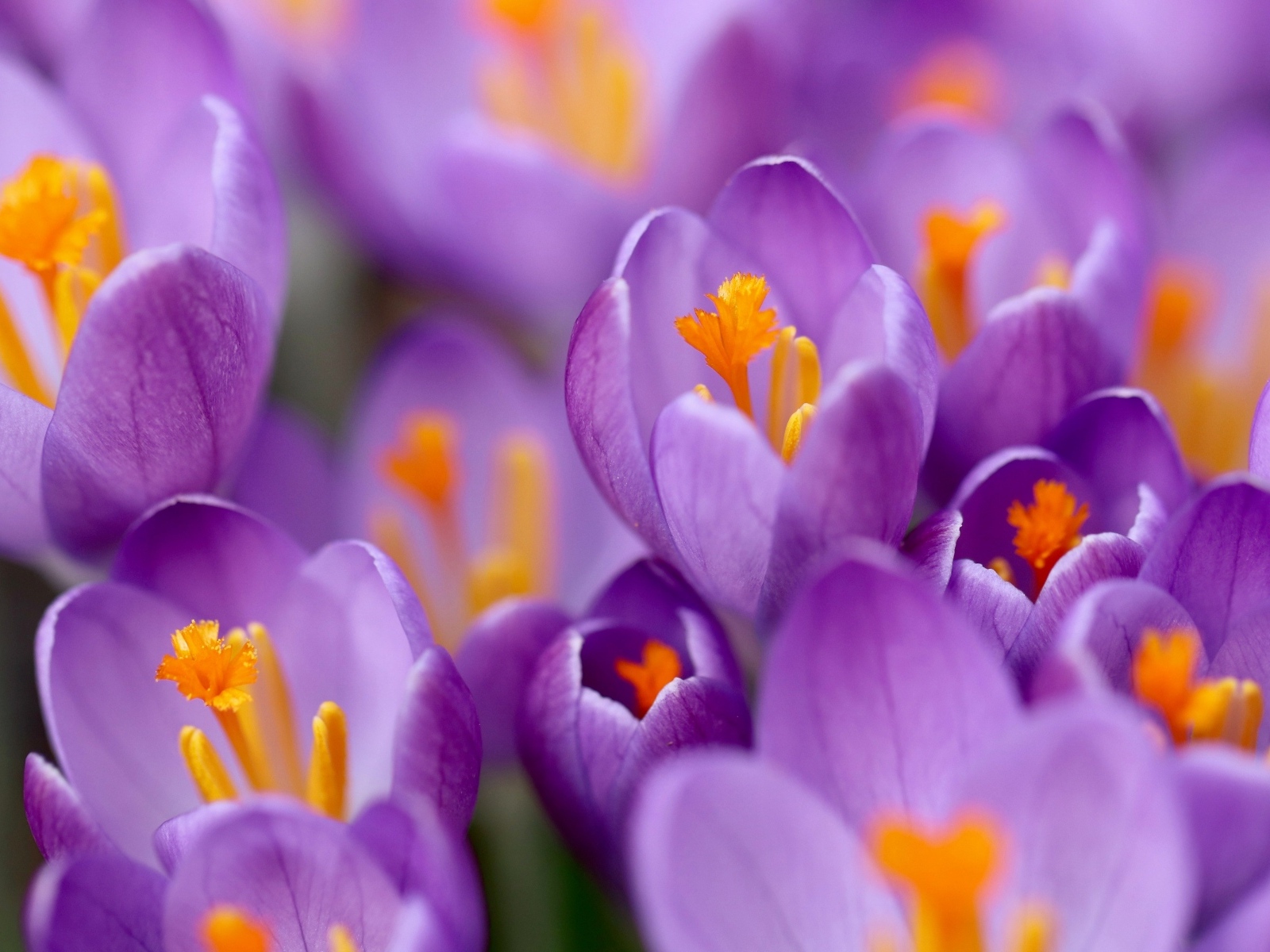Крокусы на клумбе крупным планом