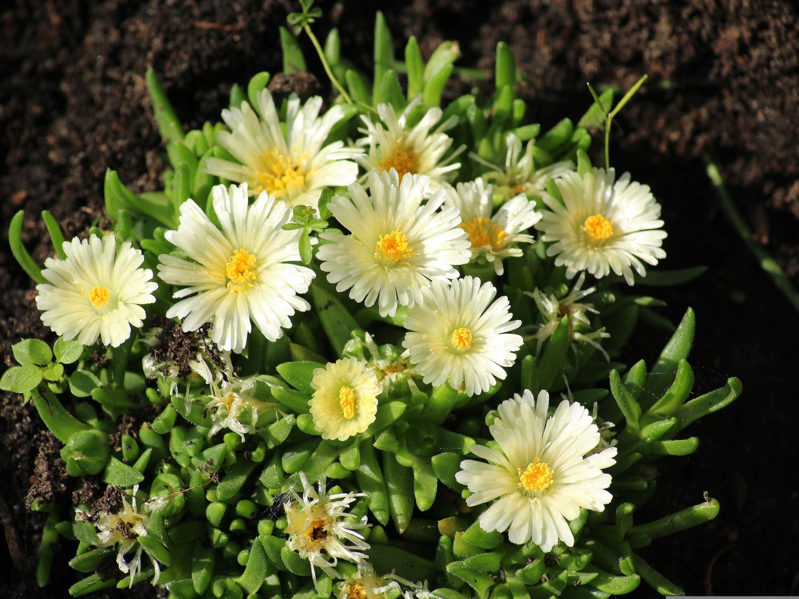 Нежные садовые цветы очиток на клумбе