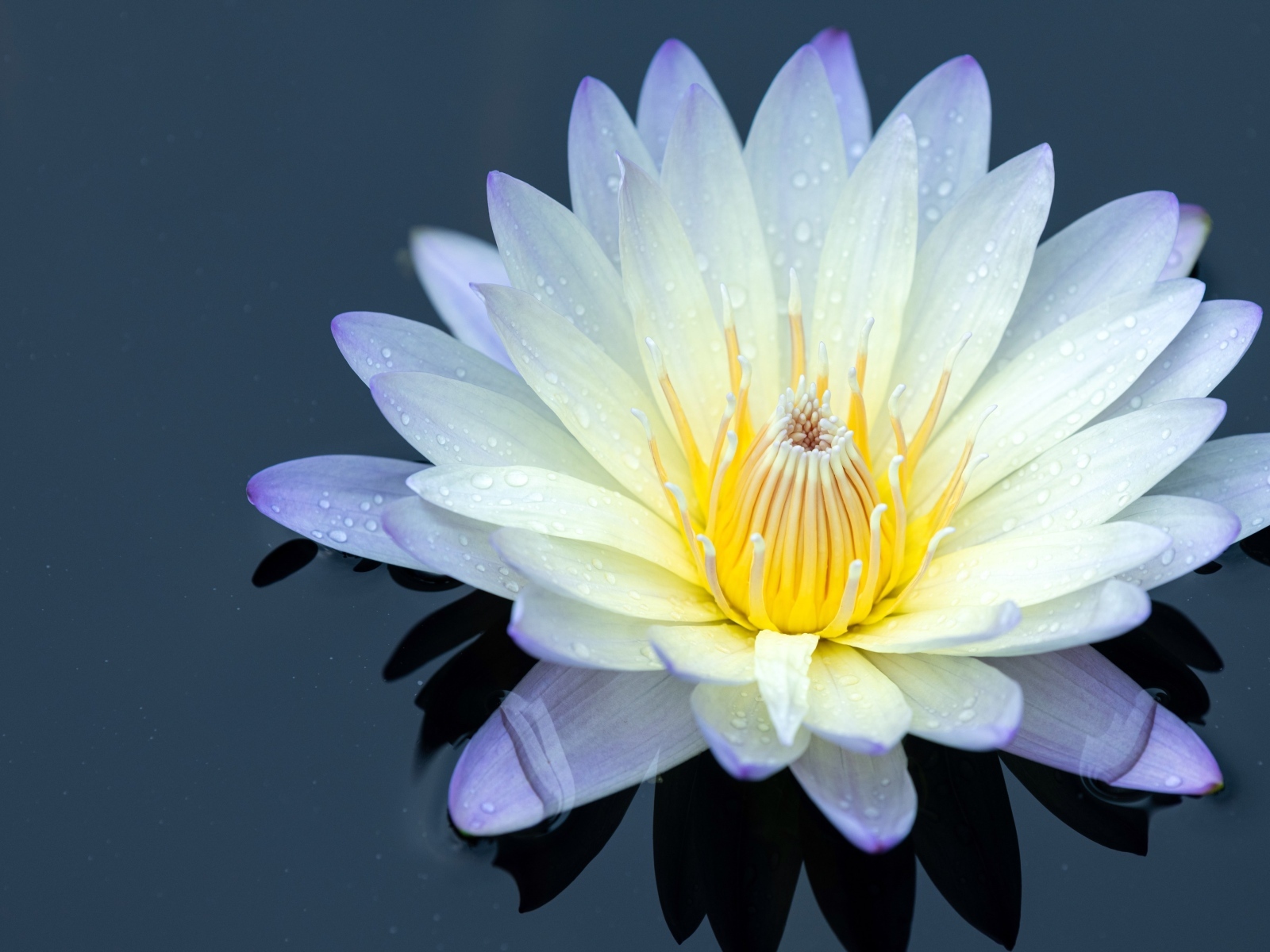 Нежный цветок лотоса в черной холодной воде