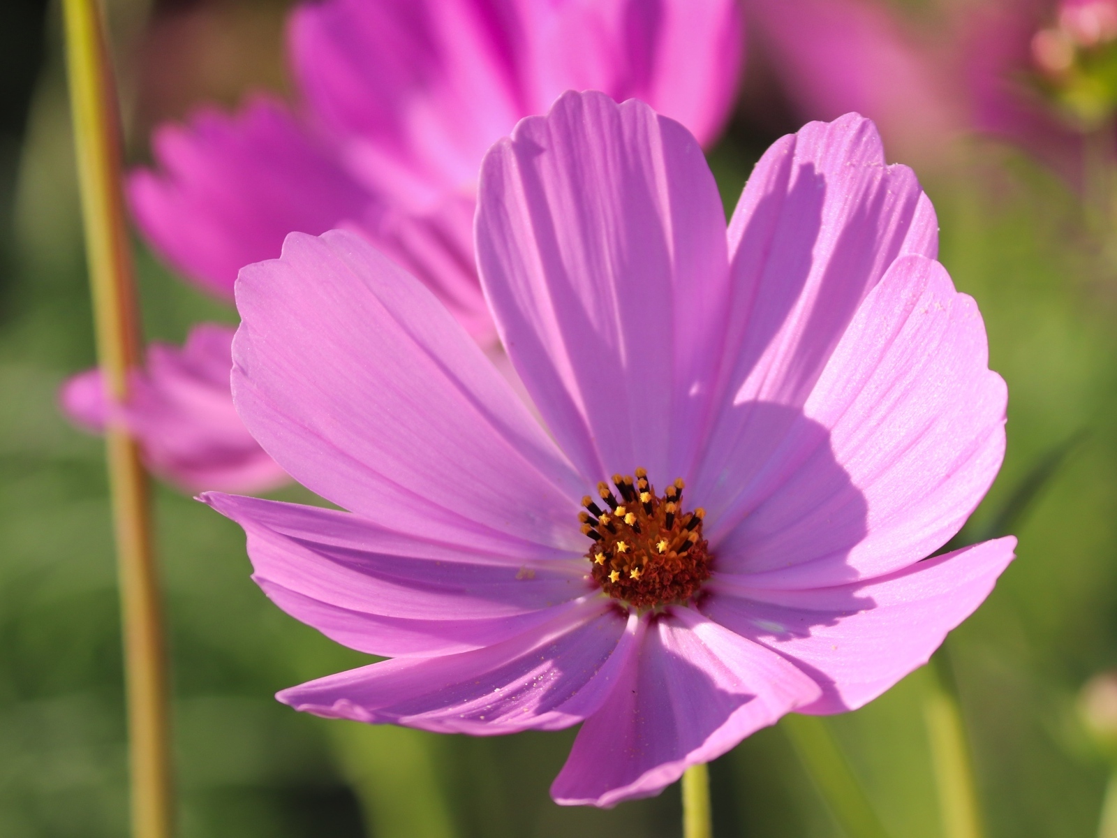 Нежный розовый садовый цветок космея в лучах солнца
