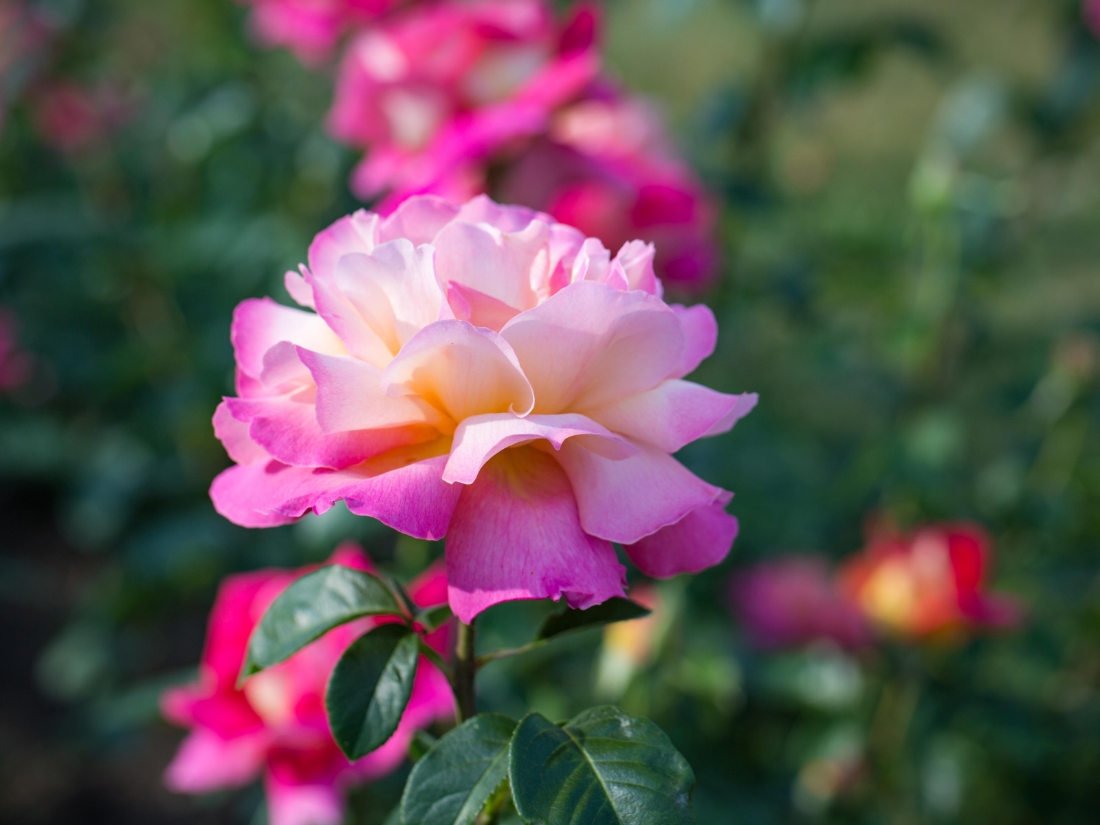 Нежные розовые розы на клумбе в парке