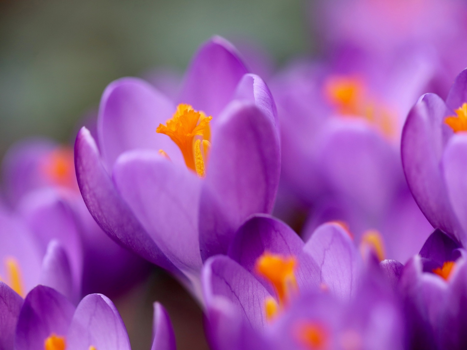 Нежные маленькие лепестки фиолетового крокуса