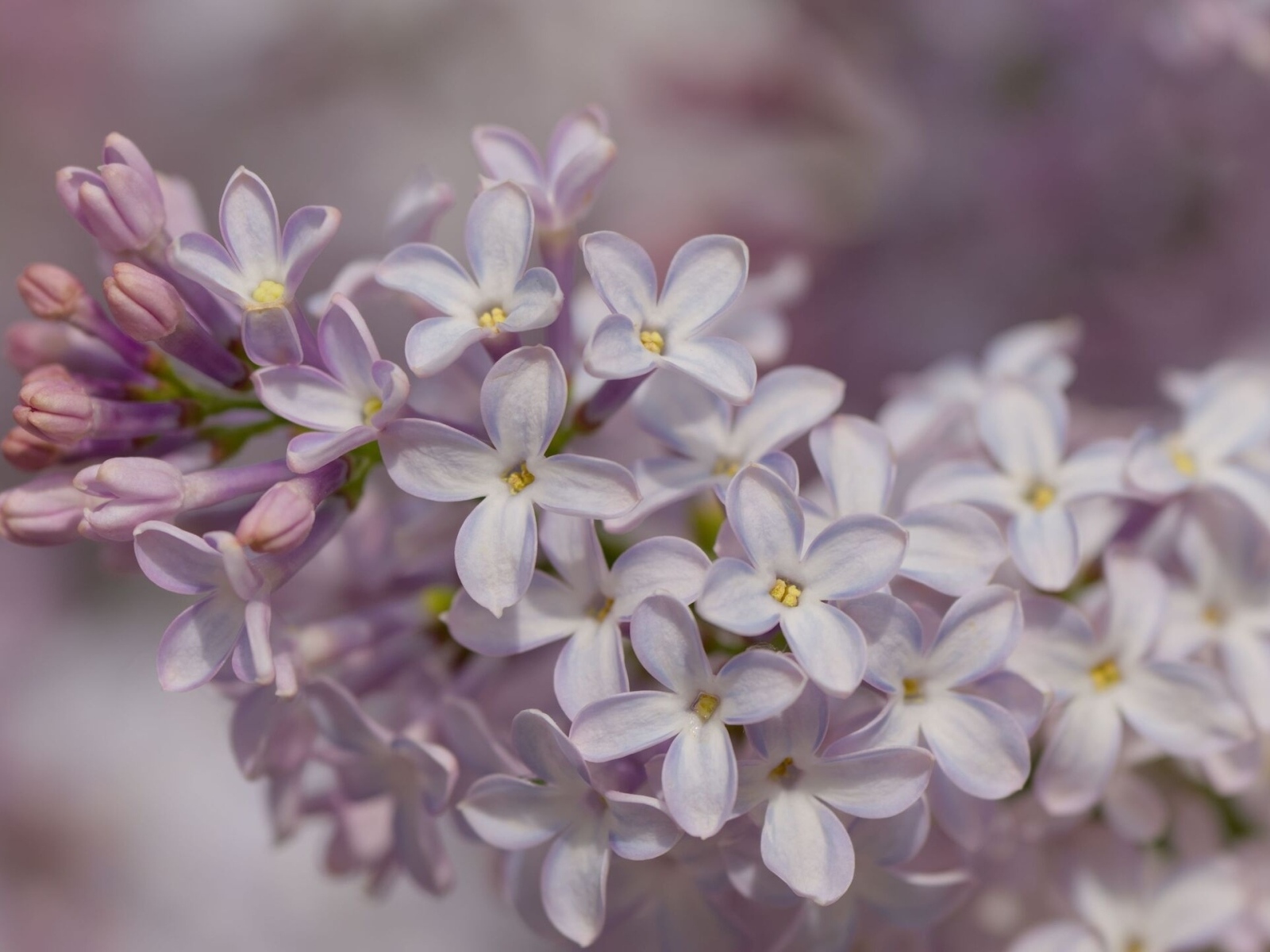 Нежные весенние цветы сирени