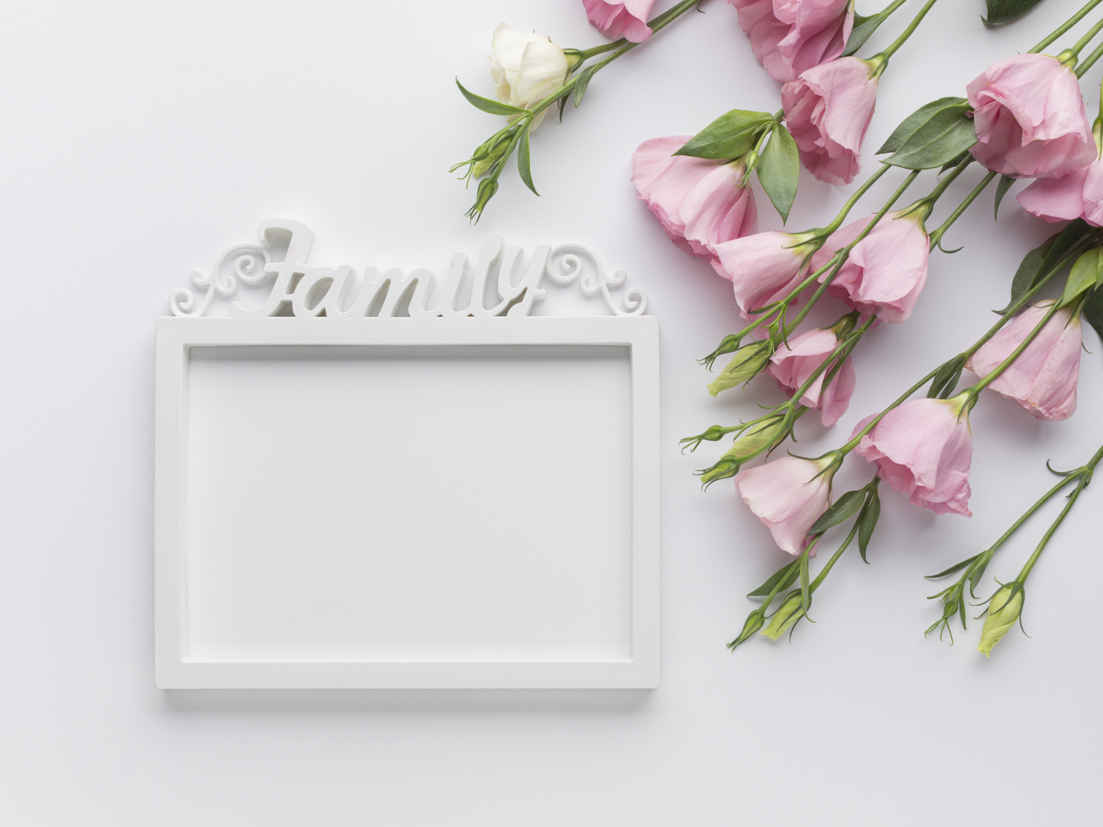 Эустома  с рамкой на белом фоне, шаблон для открытки