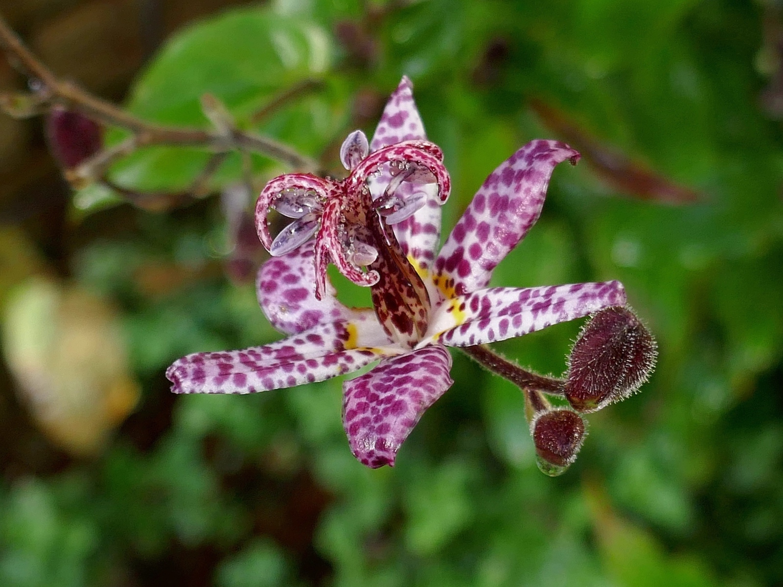 Экзотический пятнистый цветок орхидеи