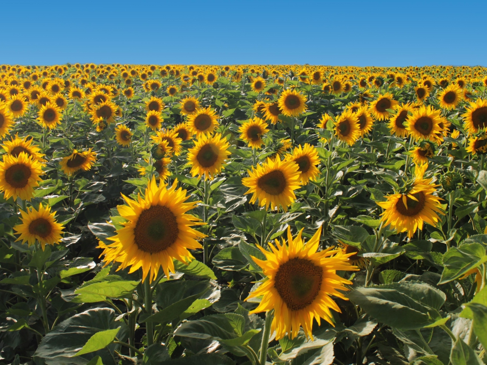 Поле больших цветущих подсолнухов под голубым небом