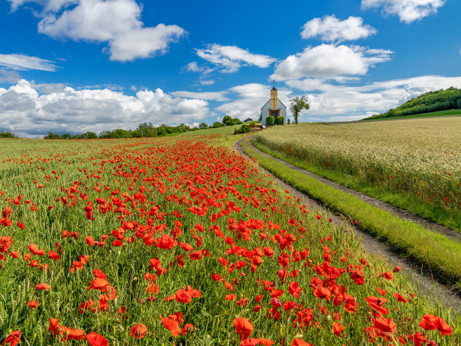 Поле красных маков под голубым небом с белыми облаками