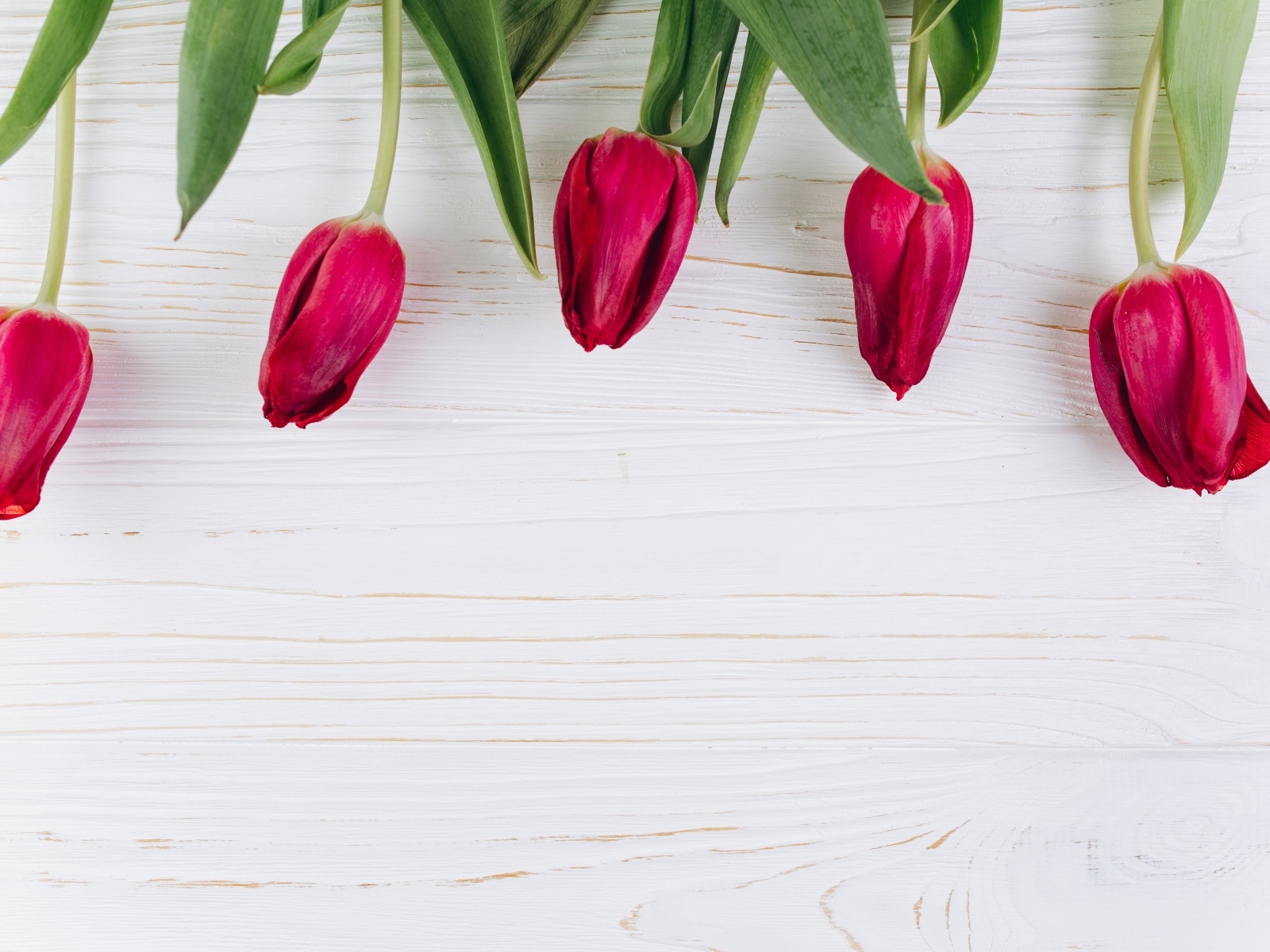 Пять красных тюльпанов на белом фоне