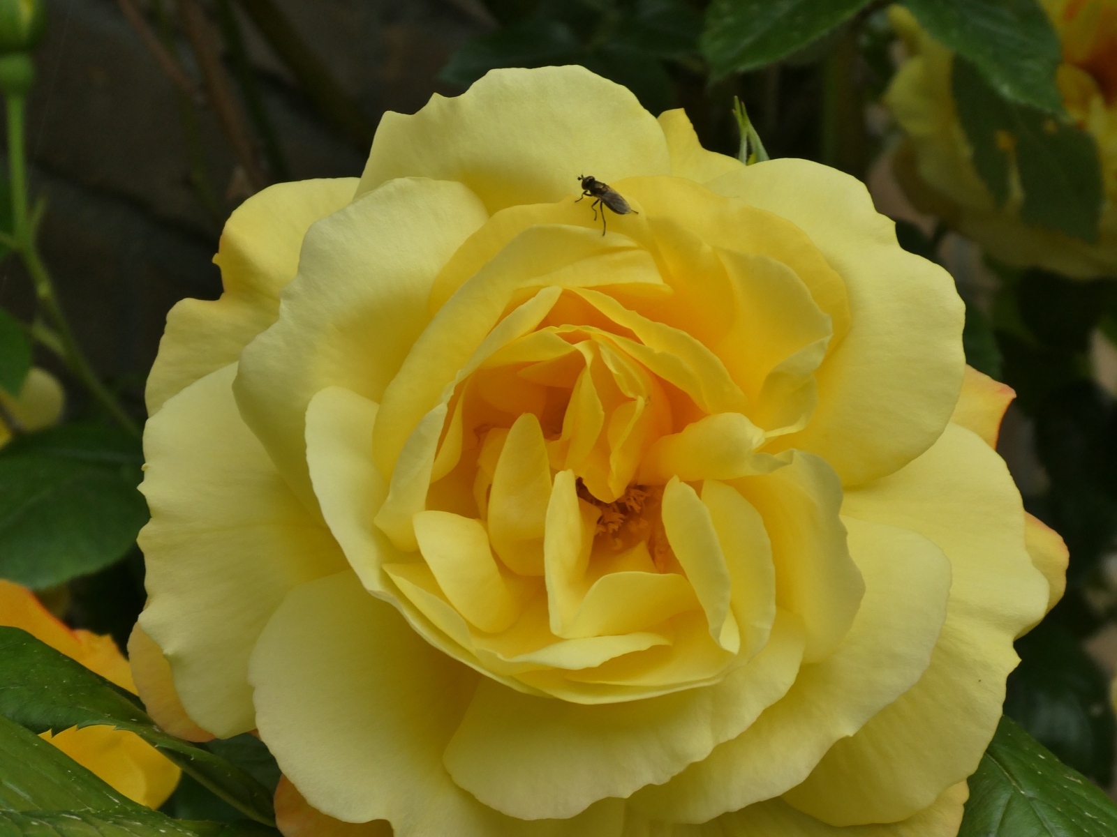 Ароматная садовая желтая роза с мухой