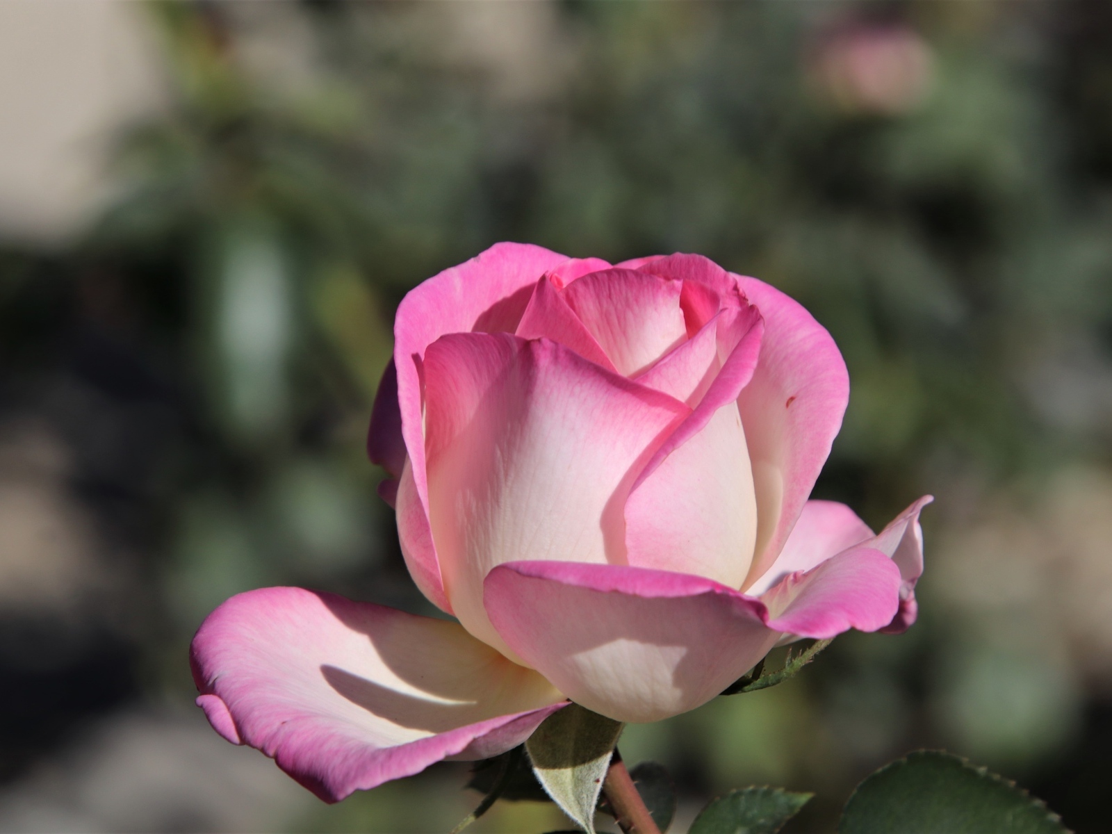 Ароматная розовая роза крупным планом