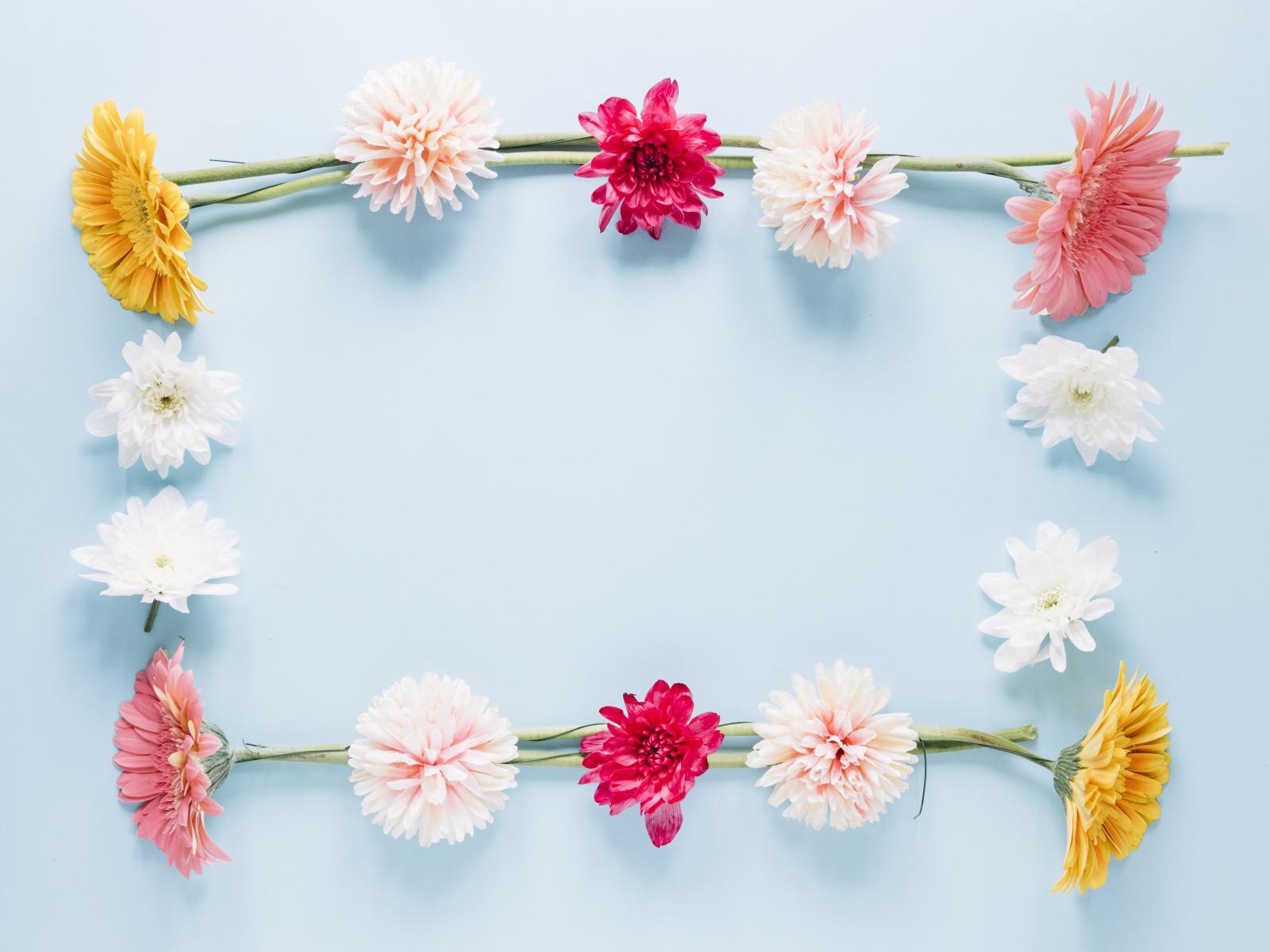 Рамка из разноцветных цветов на голубом фоне