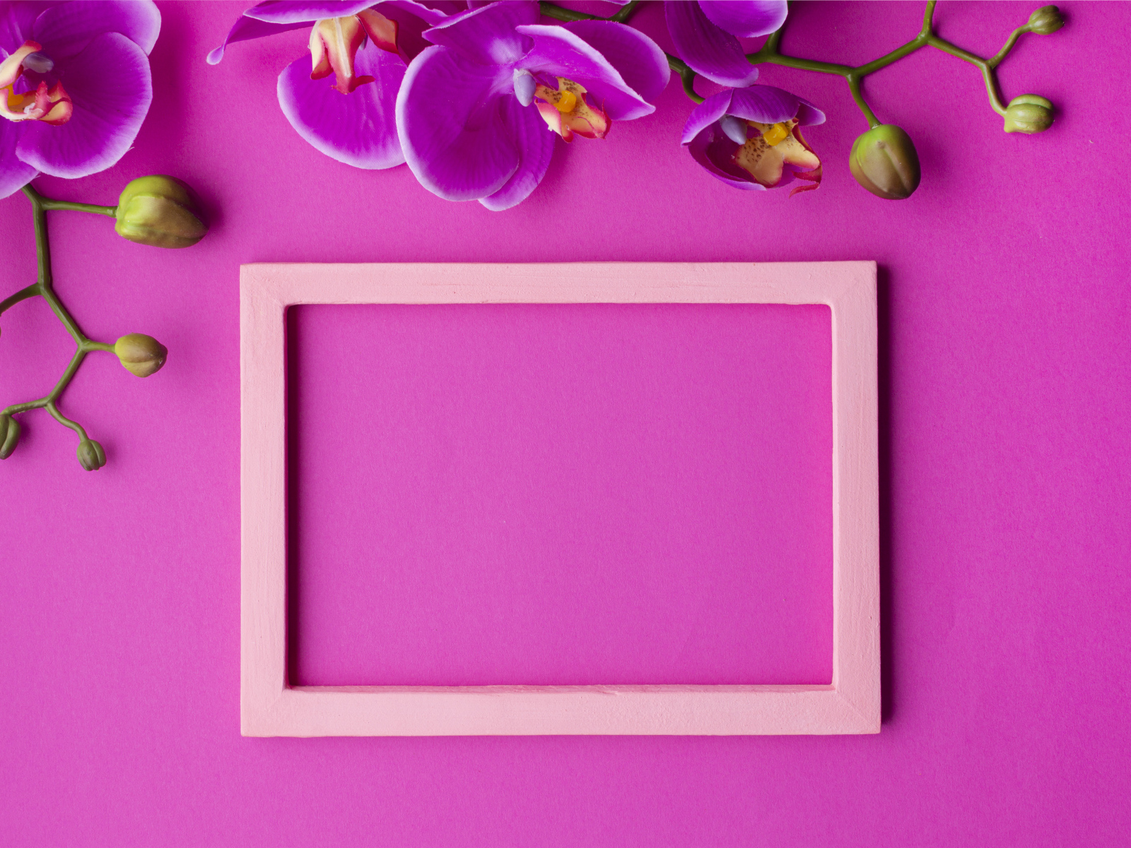 Рамка на розовом фоне с цветами орхидеи, шаблон для открытки