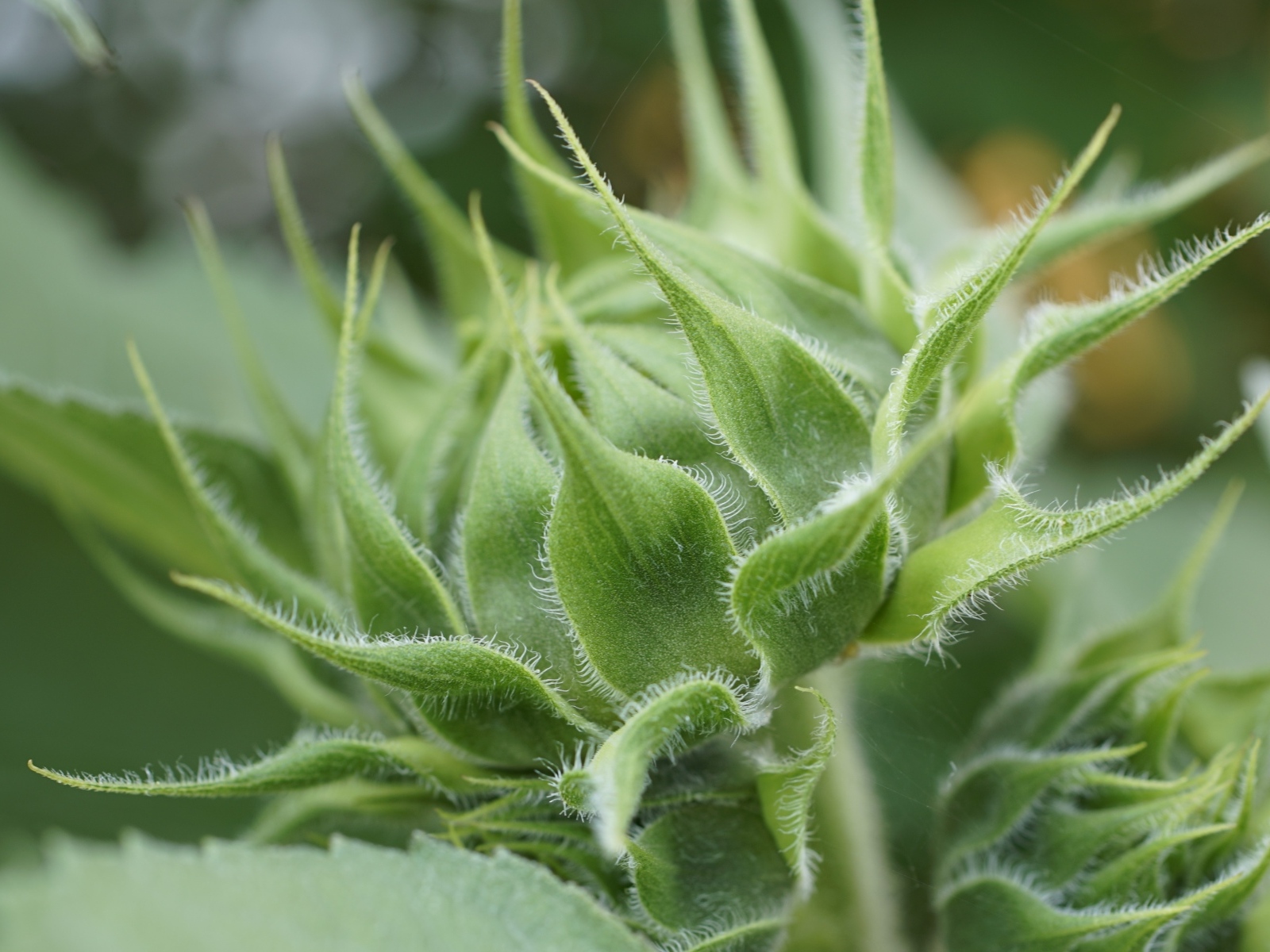 Зеленый нераспустившийся бутон подсолнуха