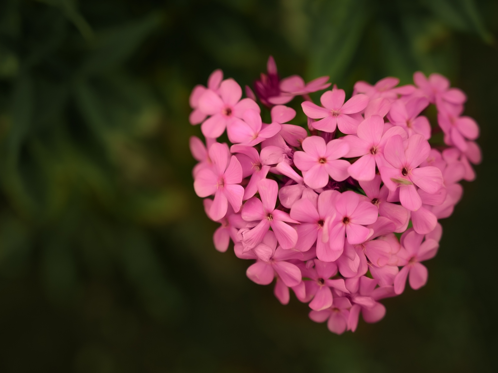 Сердце из розовых цветов флокса