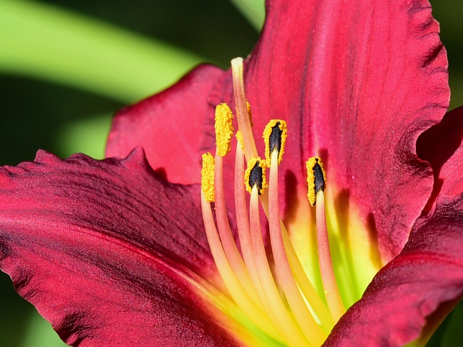 Большие бордовые лепестки лилейника