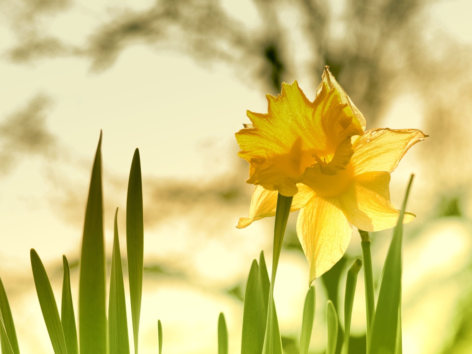 Крупный желтый цветок нарцисса