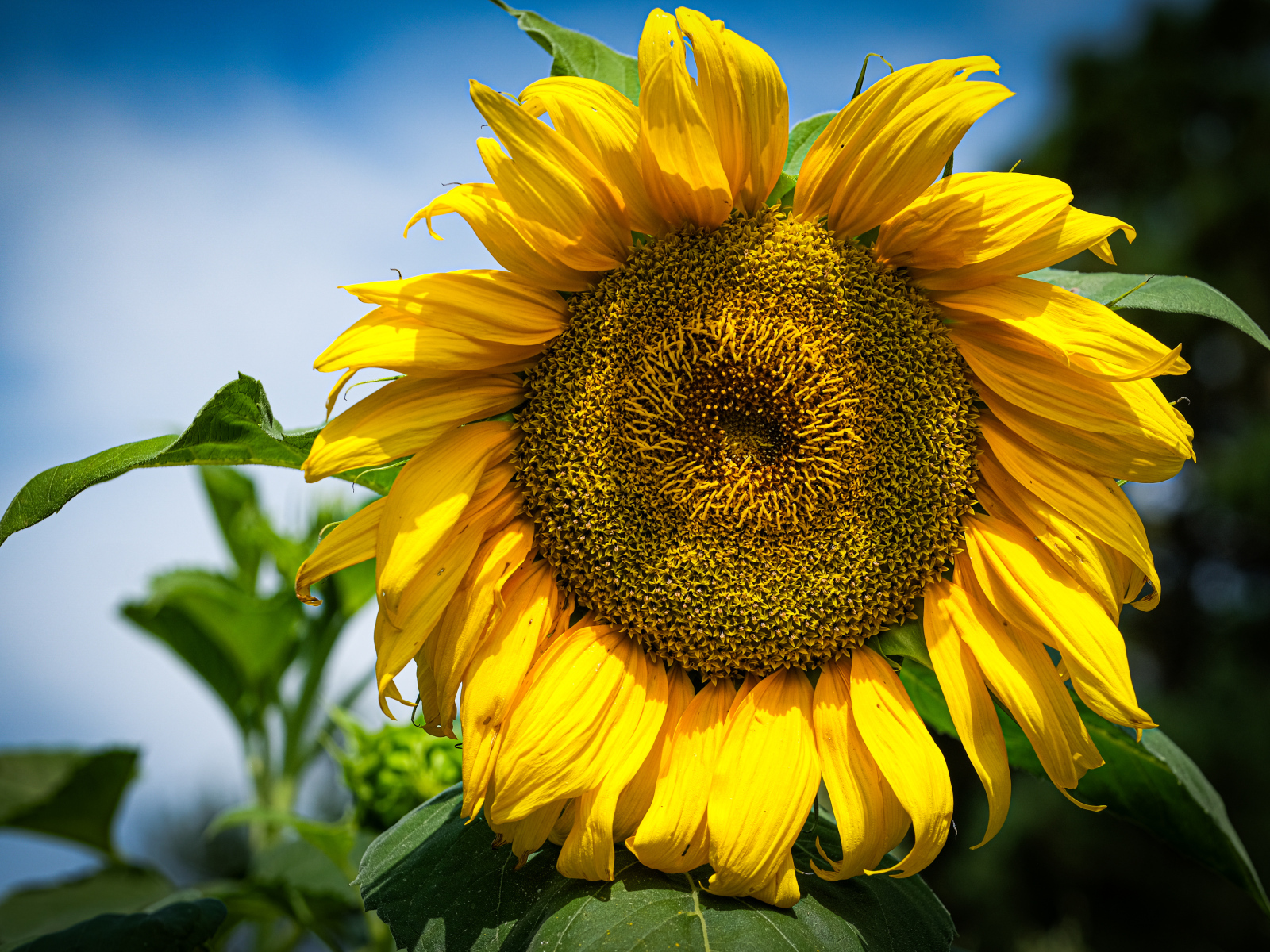 Большой желтый подсолнух на фоне голубого неба