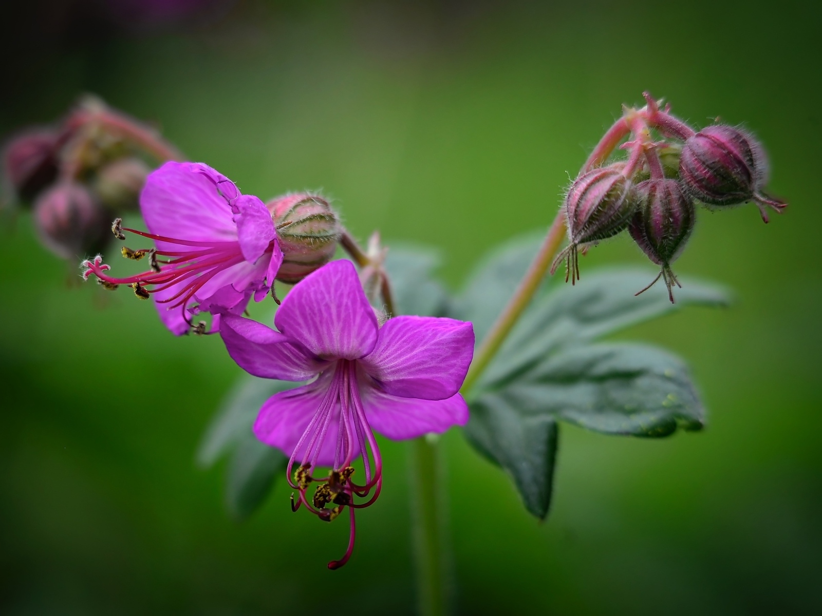 Сиреневые садовые цветы на зеленом фоне