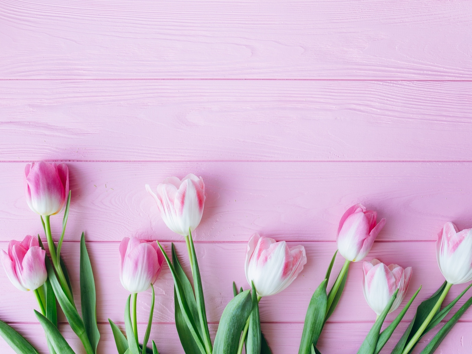 Много тюльпанов на розовом фоне