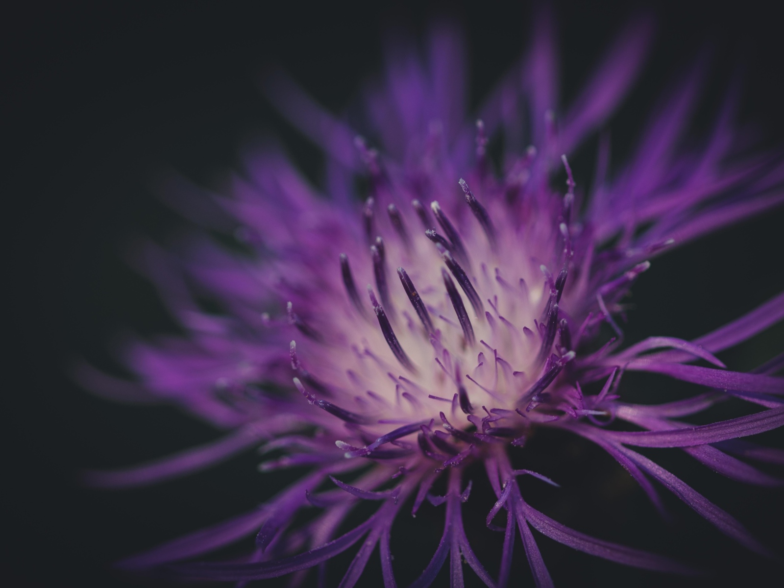 Середина фиолетового цветка на черном фоне