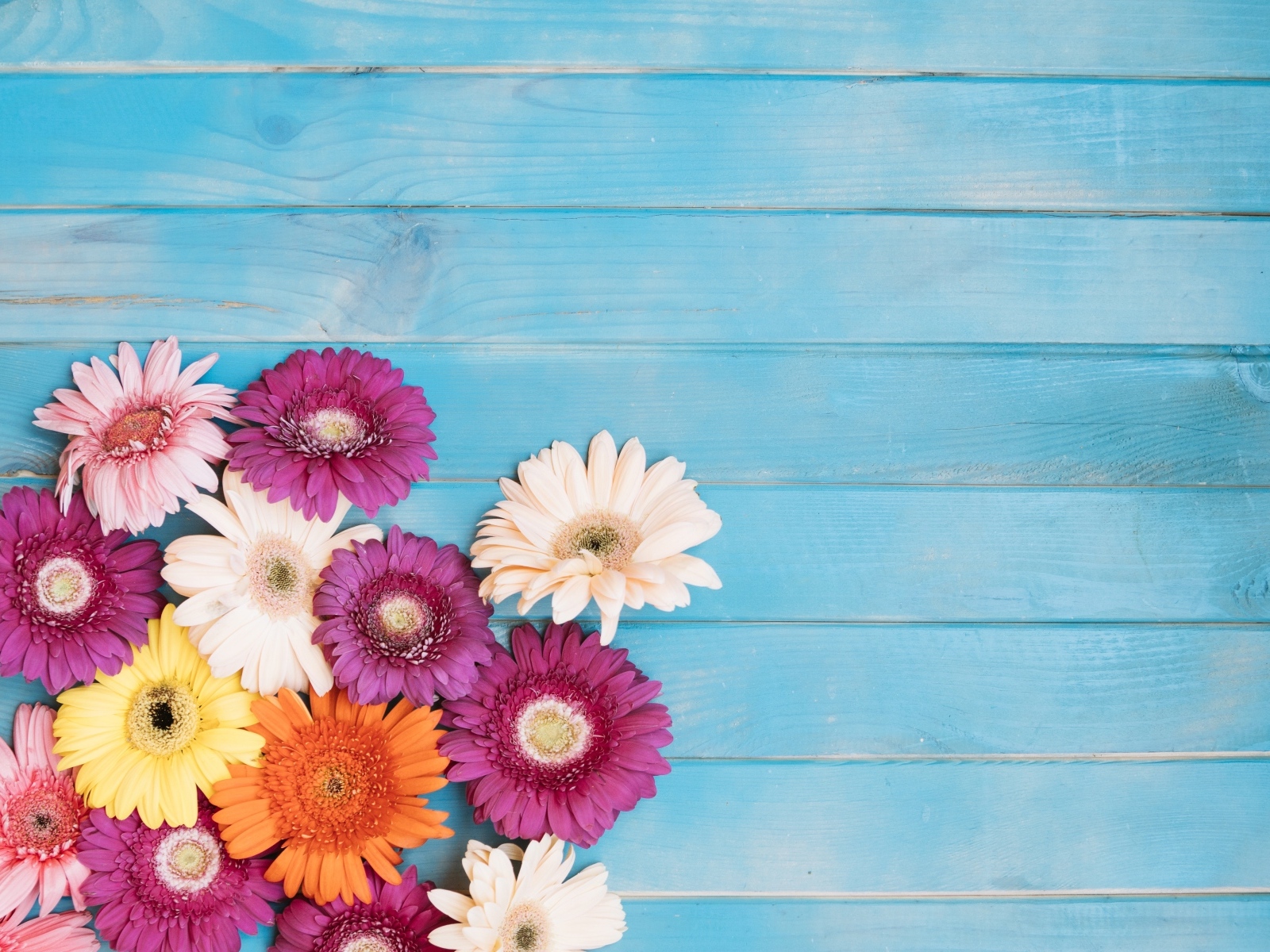 Разноцветные герберы на голубом фоне