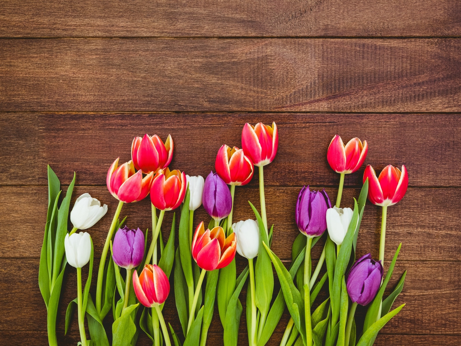 Разноцветные тюльпаны на деревянном фоне