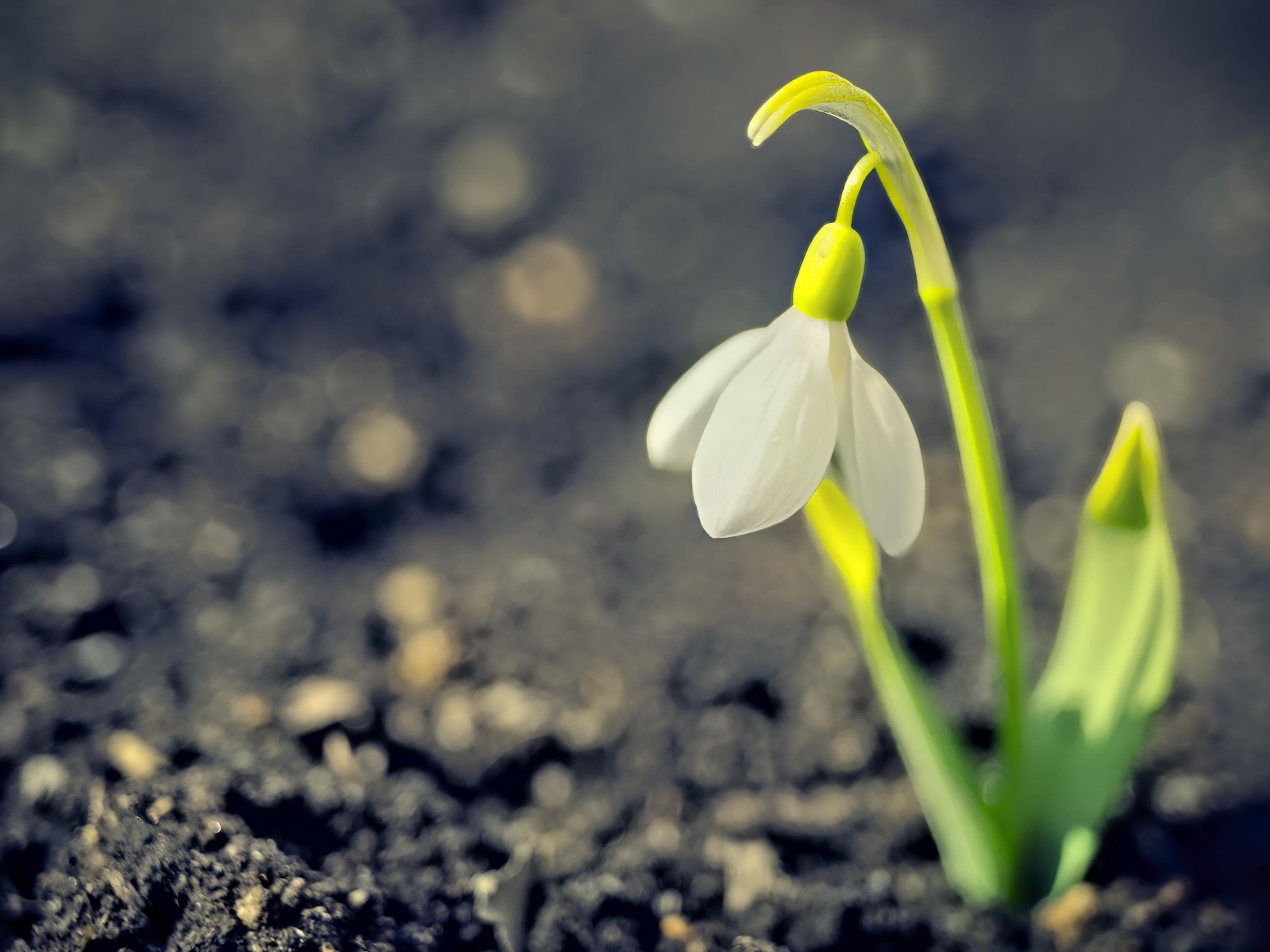 Один белый весенний подснежник на черной земле