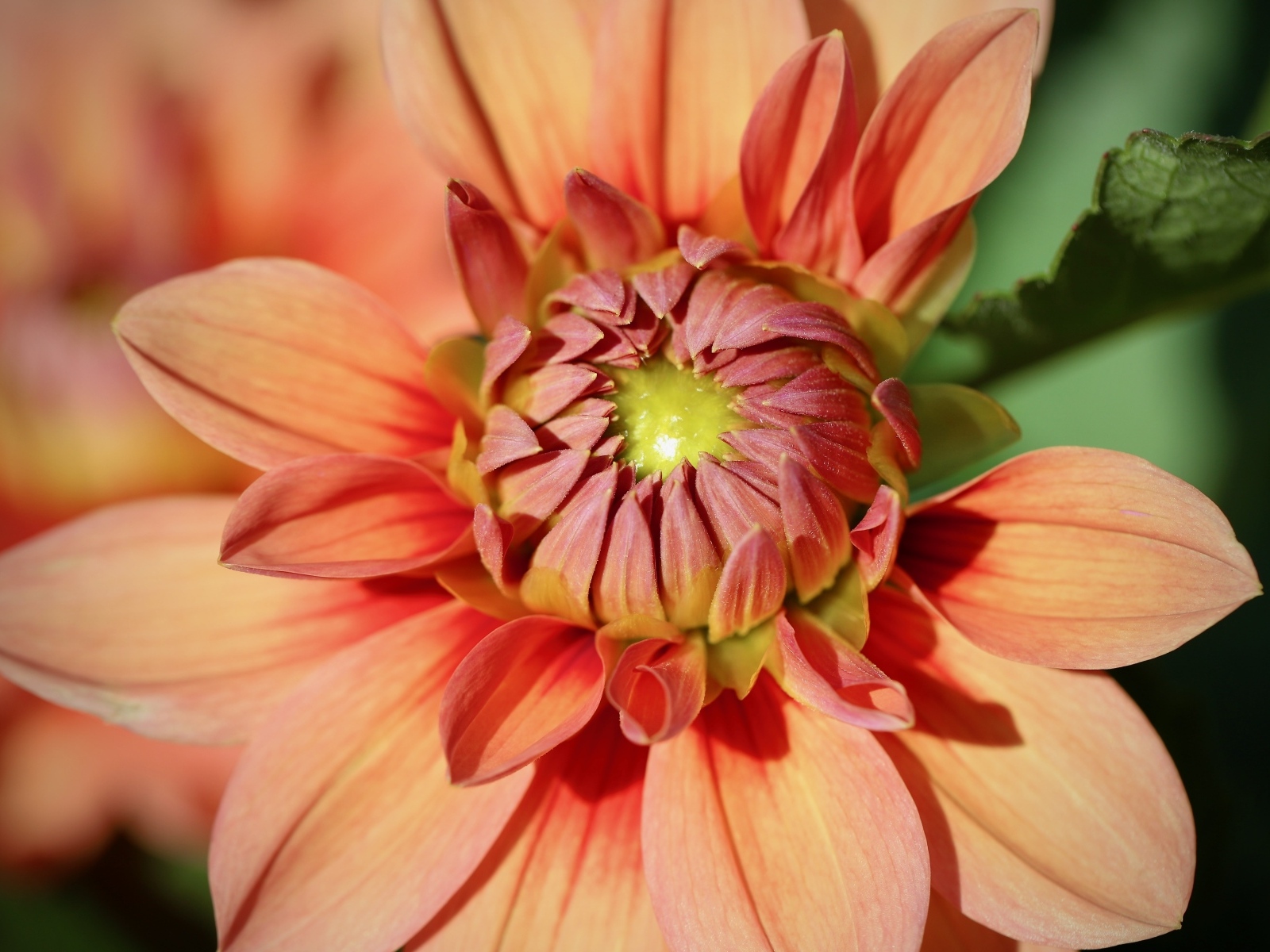 Оранжевая георгина распускается на клумбе