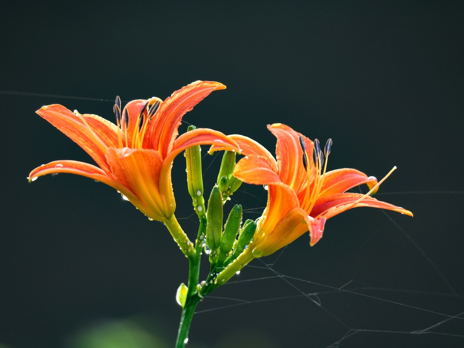 Оранжевые цветы лилии на черном фоне в каплях росы