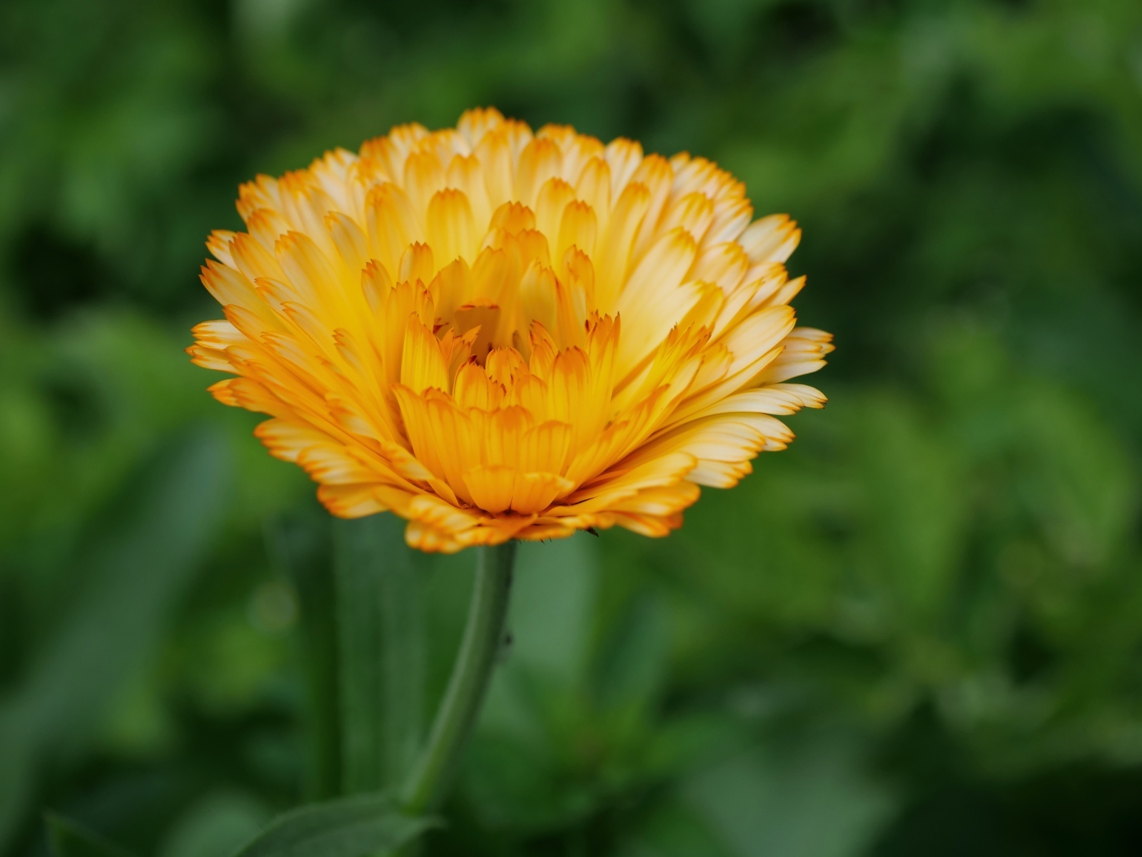 Оранжевый цветок ноготки крупным планом