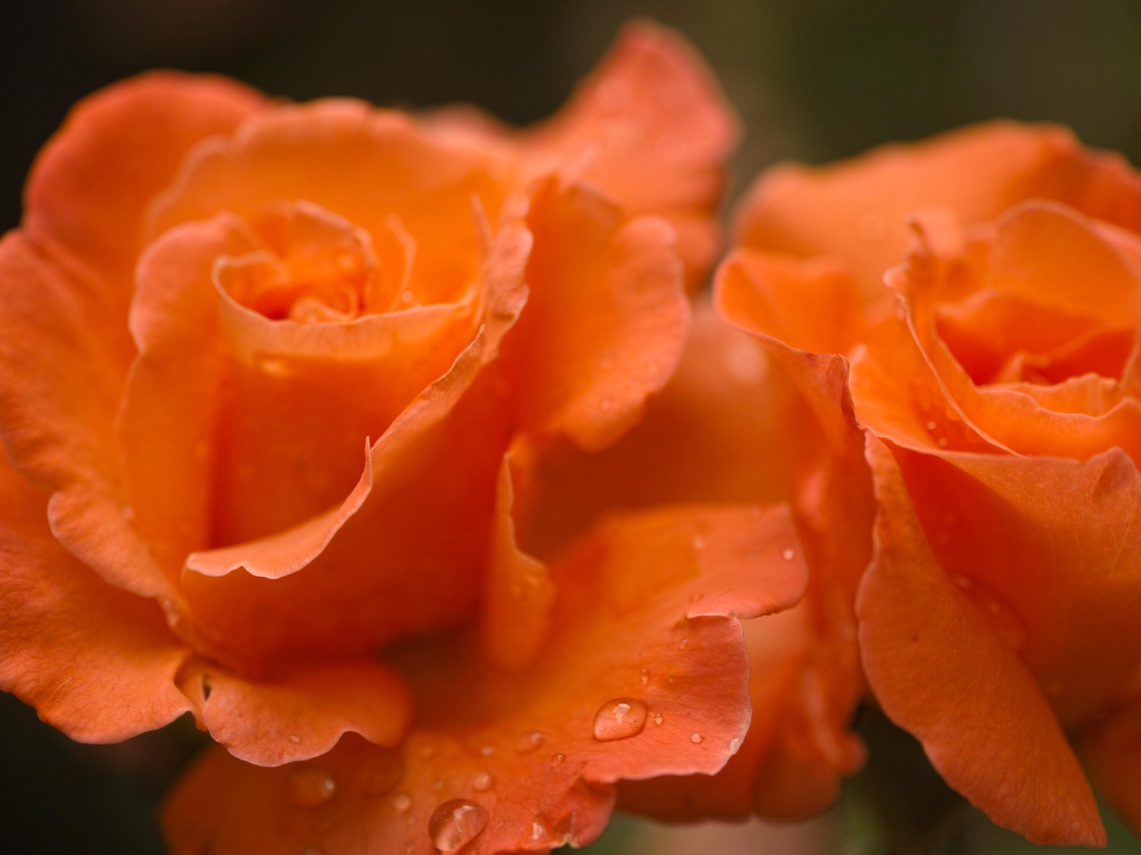 Оранжевые розы с каплями дождя на лепестках