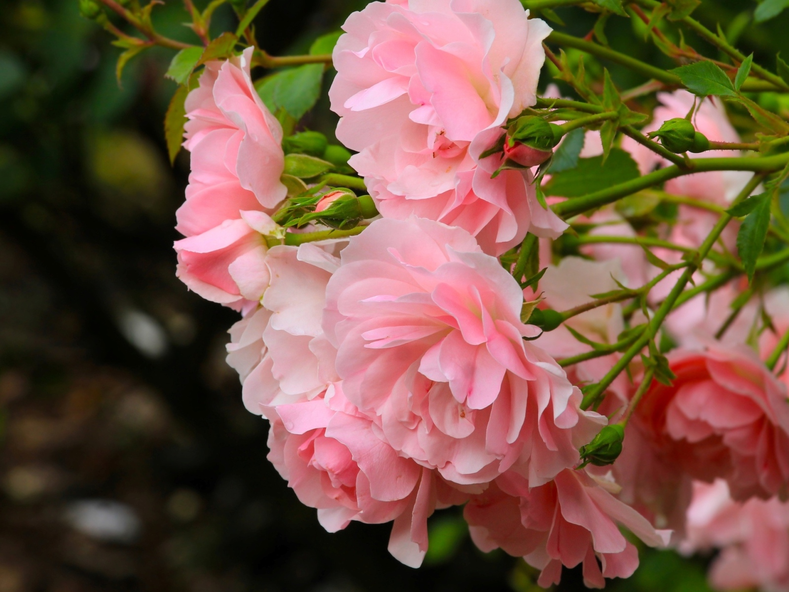 Куст парковой розы с розовыми цветами