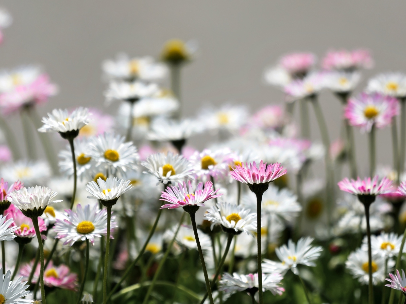 Розовые и белые мелкие цветы маргаритки