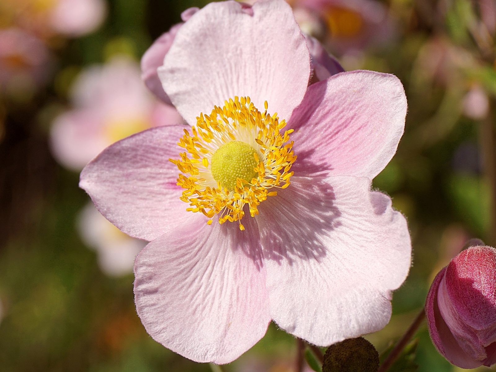 Розовый цветок анемона с бутоном крупным планом
